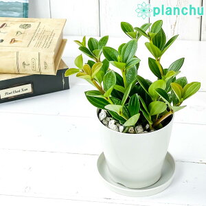 PLANCHU ϗtA yy~A tFA[ 3.5 󂯎Mt ĕt Peperomia eFairyf