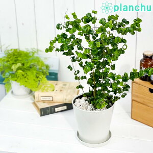 PLANCHU �ϗt�A�� �t�B�J�X �x���W���~�� �o���b�N 5���� �󂯎M�t�� ��ĕ��������t�� PVP Ficus benjamina �eBarok�f �K�^���ĂԖ� �S���m�L