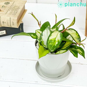 PLANCHU ϗtA z Jm[T oGK[^  3.5 󂯎Mt ĕt Hoya carnosa eVariegataf TN 