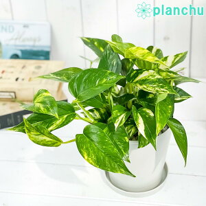 PLANCHU ϗtA |gX S[f 5 󂯎Mt ĕt Epipremnum aureum Gsvi ACh