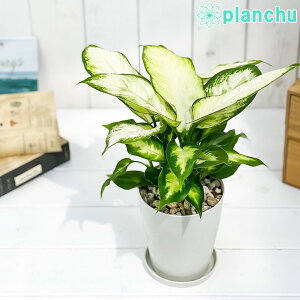 PLANCHU ϗtA fBtFoLA J~[ 4 󂯎Mt ĕt Dieffenbachia eCamillef ACh