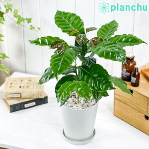 PLANCHU ϗtA R[q[mL ArJ 5 󂯎Mt ĕt Coffea arabica R[q[̖ ̖ ArJR[q[