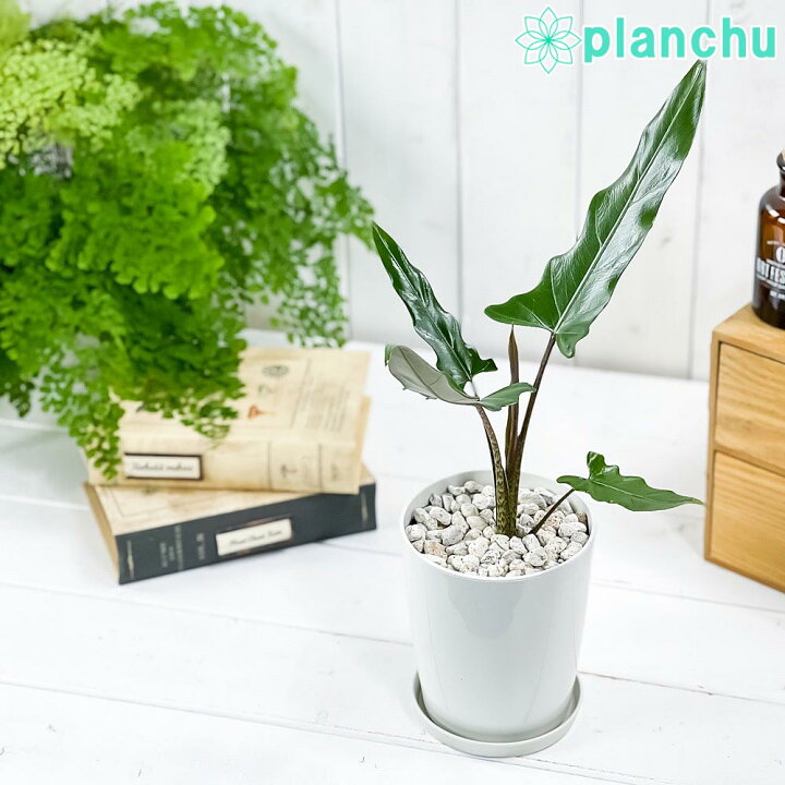 楽天市場】PLANCHU 観葉植物 アロカシア ラウテルバキアナ 4号鉢 