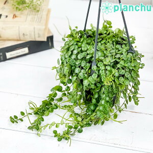 PLANCHU ϗtA yy~A ^[g 4݂蔫 ĕt Peperomia prostrata vXg[^
