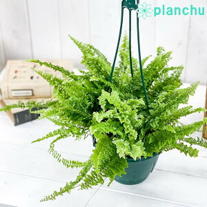 PLANCHU ϗtA ltsX tbtB[btY 5݂蔫 ĕt Nephrolepis eFluffy Rufflesf {Xgt@[ {Xgt@ V_A