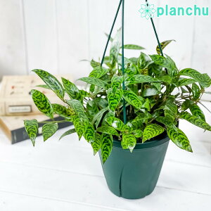 PLANCHU ϗtA GXLiTX }^X 6݂蔫 ĕt Aeschynanthus eMarmoratusf