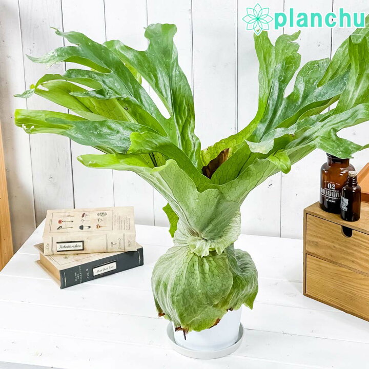 楽天市場】PLANCHU 観葉植物 ビカクシダ スパーバム 5号鉢 受け皿付き 