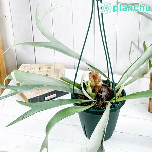 PLANCHU ϗtA veBPE B[`[ 6݂蔫 ĕt Platycerium veitchii r[`[ xC`[ rJNV_ RE V_A