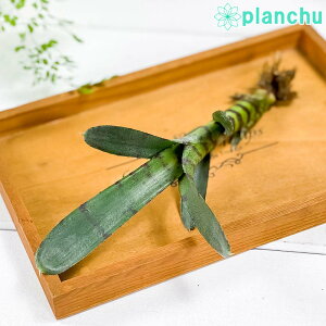 PLANCHU ϗtA lIQA AP\ 1 ĕt Neoregelia eAkesof uA ^NuA eE roE