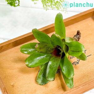 PLANCHU �ϗt�A�� �l�I���Q���A �`�L�[�^�����_ 1�� ��ĕ��������t�� Neoregelia �eChiquita Linda�f �u�������A �^���N�u�������A �e�����E�� �r�o���E��