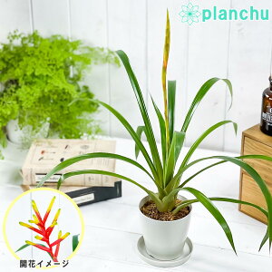 PLANCHU �ϗt�A�� �O�Y�}�j�A �f�B�b�V�e�B�t���[�� �}�C���� 3.5���� �󂯎M�t�� ��ĕ��������t�� Guzmania dissitiflora �eMajor�f �u�������A