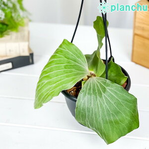 PLANCHU �ϗt�A�� �v���e�B�P���E�� �A���S�����Z 5���݂蔫 ��ĕ��������t�� Platycerium angolense �G���t�@���g�e�B�X �r�J�N�V�_ �R�E�������� �V�_�A��