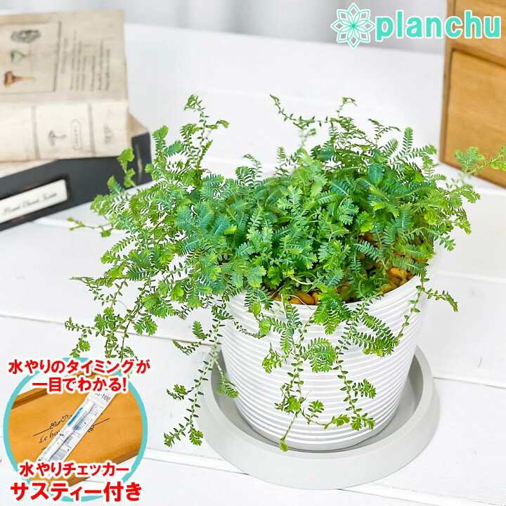 楽天市場】PLANCHU 観葉植物 セラギネラ レインボーファン 4号樹脂鉢 
