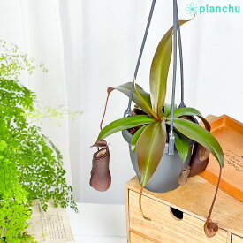 PLANCHU 食虫植物 ネペンテス サンギネア 3.5号吊り鉢 育て方説明書付き Nepenthes sanguinea ウツボカズラ