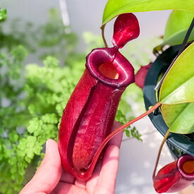 PLANCHU 食虫植物 ネペンテス レディラック 5号吊り鉢 育て方説明書付き Nepenthes ‘Lady Luck’ ウツボカズラ
