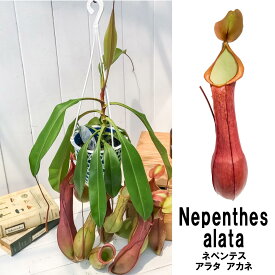 食虫植物 ネペンテス アラタ アカネ 5号吊り鉢 育て方説明書付き Nepenthes alata cv. 狂氣令嬢 茜 アラータ ウツボカズラ
