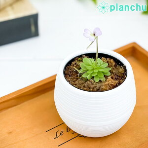 PLANCHU �H���A�� �s���M�L���� �G�Z���A�i 3���۔� �󂯎M�t�� ��ĕ��������t�� Pinguicula esseriana �q���A�V�i�K���V�g���X�~��