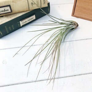 PLANCHU GAvc eBWA WZA MTCY 1 W10×H18cmO ĕt Tillandsia juncea GA[vc `WA