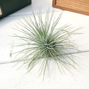 PLANCHU GAvc eBWA tbNV[ OVX LTCY 1 W8×H5cmO ĕt Tillandsia fuchsii forma gracilis OLX GA[vc `WA