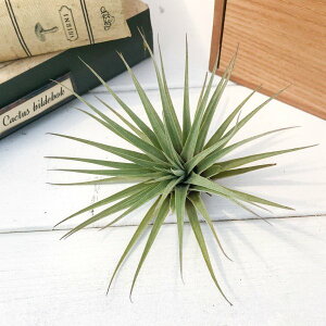 PLANCHU GAvc eBWA GXsm[T 1 W9×H7cmO ĕt Tillandsia espinosae GA[vc `WA t[ZA
