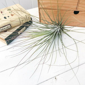 PLANCHU GAvc eBWA WZA LTCY 1 W17×H28cmO ĕt Tillandsia juncea GA[vc `WA