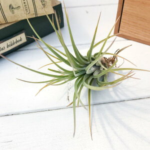 PLANCHU GAvc eBWA n[ 1 W10×H12cmO ĕt Tillandsia hammeri GA[vc `WA