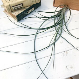PLANCHU GAvc eBWA GNZ^ × t@VN[^ 1 W40×H40cmO ĕt Tillandsia exserta × fasciculata GA[vc `WA