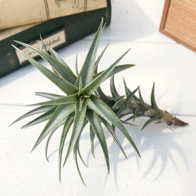PLANCHU エアプランツ ティランジア ラティフォリア エナノレッド 1株 W5×H8cm前後 育て方説明書付き Tillandsia latifolia ‘Enano Red’ エアープランツ チランジア