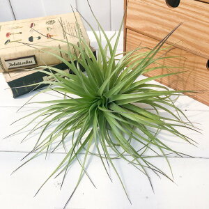 PLANCHU GAvc eBWA XgN^ MKeBNX LTCY 1 W28×H13cmO ĕt Tillandsia stricta eGiganticusf GA[vc `WA