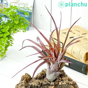 PLANCHU GAvc eBWA umbg 1 W20×H20cmO ĕt Tillandsia eLove Knotf GA[vc `WA