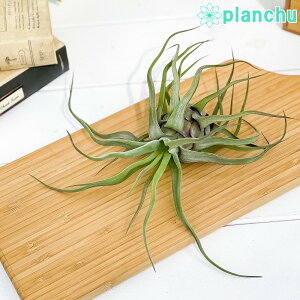 PLANCHU GAvc eBWA XgvgtB MTCY 1 W20×H20cmO ĕt Tillandsia streptophylla GA[vc `WA