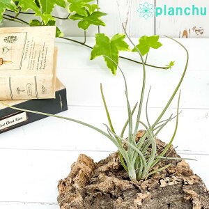 PLANCHU GAvc eBWA xCC MTCY 1 W10×H18cmO ĕt Tillandsia baileyi GA[vc `WA
