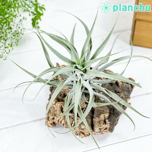 PLANCHU GAvc eBWA JNeBR V[ttH[ 1 W24×H14cmO ĕt Tillandsia cacticola eThin Leaf Formf GA[vc `WA