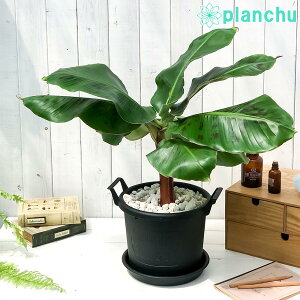 PLANCHU Mщʎ T TWNoii 8 OERei ubN 󂯎Mt ĕt Oڃoii oii̖ c ϗtA