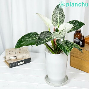 PLANCHU ϗtA tBfh o[L 6 󂯎Mt ĕt Philodendron eBirkinf ACh