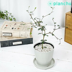 PLANCHU ϗtA w̖ \tH gxCr[ 3.5 󂯎Mt ĕt Sophora prostrata eLittle Babyf vXg[^