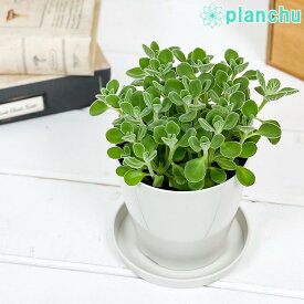 観葉植物 アロマティカス 3.5号鉢 受け皿付き 育て方説明書付き Plectranthus amboinicus プレクトランサス ハーブ苗 虫除け植物