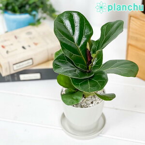 PLANCHU ϗtA tBJX [^ 3.5 󂯎Mt ĕt Ficus lyrata JVoSmL SmL S̖