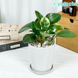 観葉植物 ペペロミア オブツシフォリア 4号鉢 受け皿付き 育て方説明書付き Peperomia obtusifolia アオペペ