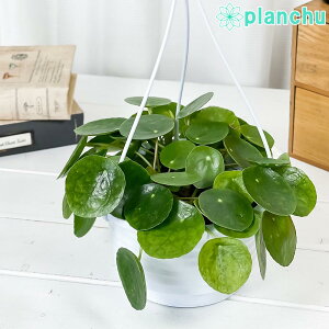 PLANCHU ϗtA sA yy~ICfX 5݂蔫 ĕt Pilea peperomioides pP[Lvc