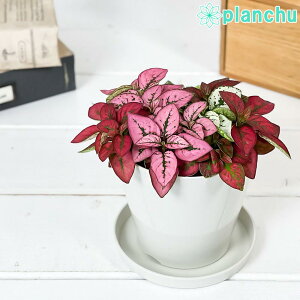PLANCHU �ϗt�A�� �q�|�G�X�e�X �~�b�N�X�A�� 3.5���� �󂯎M�t�� ��ĕ��������t�� Hypoestes phyllostachya cv.