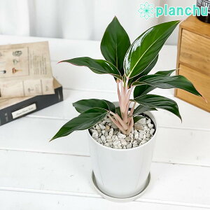 PLANCHU ϗtA AOIl} Tt@CA 4 󂯎Mt ĕt Aglaonema eSapphiref K^C̕ ACh