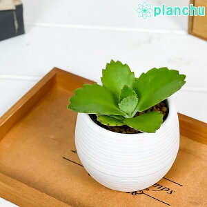 PLANCHU A JRG qٌc 3۔ 󂯎Mt ĕt Kalanchoe daigremontiana R_JxPC\E ׂ񂯂 ϗtA