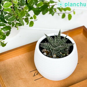 PLANCHU A AG r[g 3۔ 󂯎Mt ĕt Aloe haworthioides × descoingsii nI`ICfX × fBXRCOV[