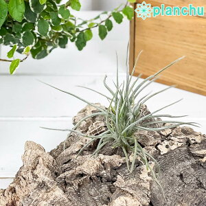 PLANCHU GAvc eBWA No[^ 1 W10×H10cmO ĕt Tillandsia recurvata GA[vc `WA