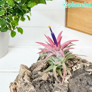 PLANCHU GAvc eBWA CIi^ onCjM[ LTCY 1 W6×H6cmO ĕt Tillandsia ionantha var. vanhyningii GA[vc `WA