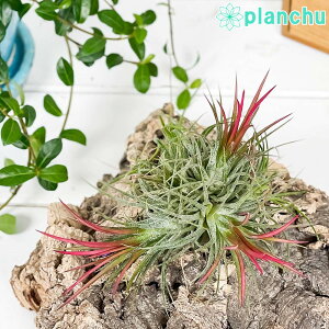PLANCHU GAvc eBWA CIi^ tGS Nv 1 W8×H8cmO ĕt Tillandsia ionantha eFuegof GA[vc `WA Q