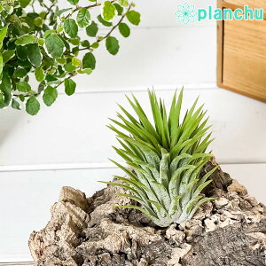 PLANCHU GAvc eBWA CIi^ WCAgtH[ 1 W6×H10cmO ĕt Tillandsia ionantha Giant form GA[vc `WA