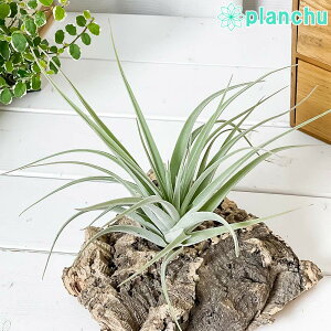 PLANCHU GAvc eBWA |[Ai 1 W20×H16cmO ĕt Tillandsia pohliana GA[vc `WA