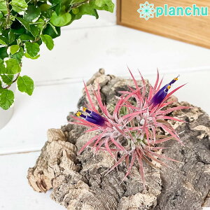 PLANCHU GAvc eBWA CIi^ nG Nv 1 W7×H7cmO ĕt Tillandsia ionantha eHamuemulaf GA[vc `WA
